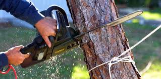 Best Tree Removal  in Cross Mountain, TX