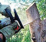 Best Emergency Tree Removal  in Cross Mountain, TX