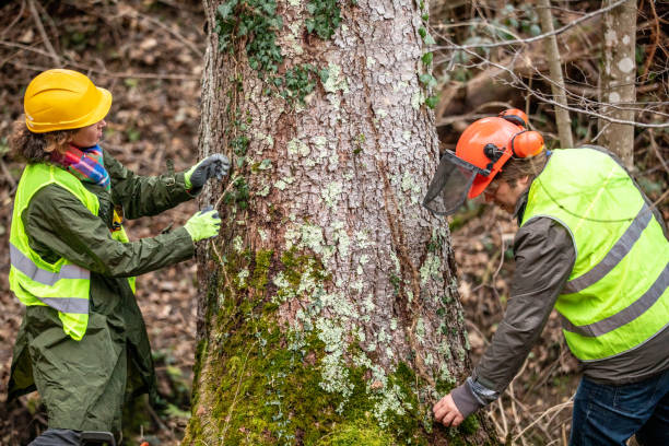 Best Root Management and Removal  in Cross Mountain, TX