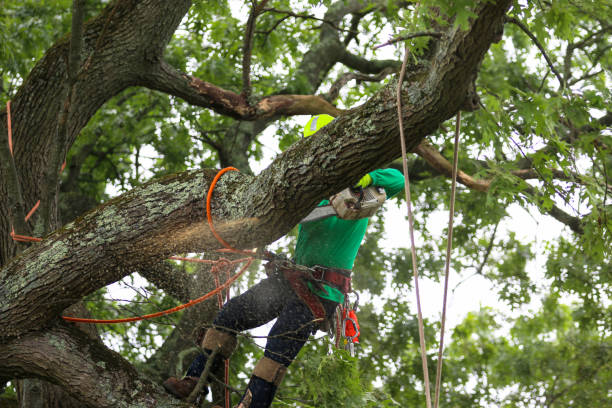 Best Weed Control  in Cross Mountain, TX