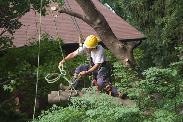 How Our Tree Care Process Works  in  Cross Mountain, TX