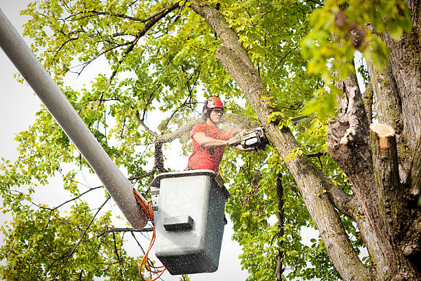 Best Tree Mulching  in Cross Mountain, TX