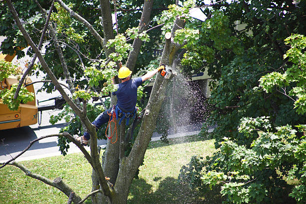 Best Tree and Shrub Care  in Cross Mountain, TX