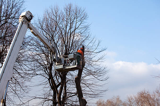 Best Tree Preservation Services  in Cross Mountain, TX