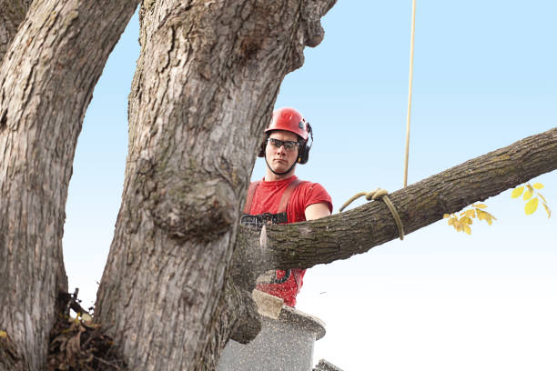Best Pest Control for Lawns  in Cross Mountain, TX